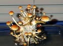 mazatapec mushrooms
