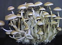 Mexican mushrooms