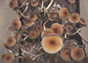 panama mushrooms