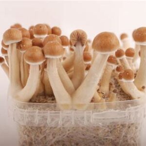 Golden Teacher