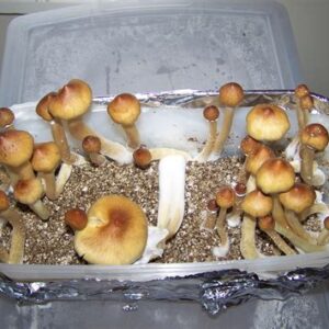 john allen mushrooms