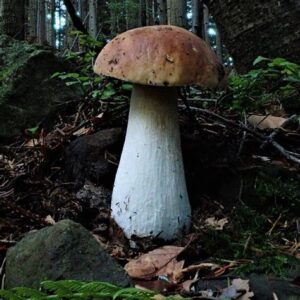 tasmania
